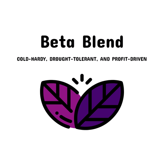 04. Beta Blend